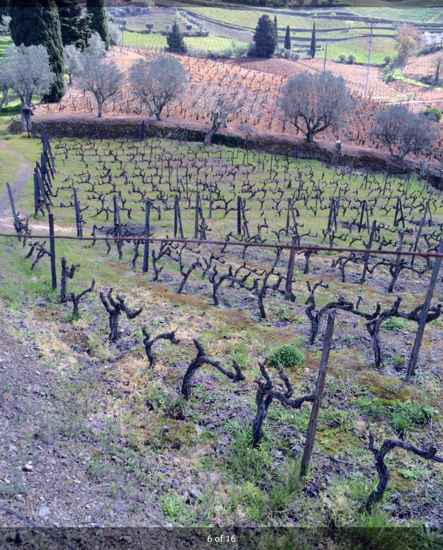 Quinta Do Fojo Bed & Breakfast Lamego Exterior photo